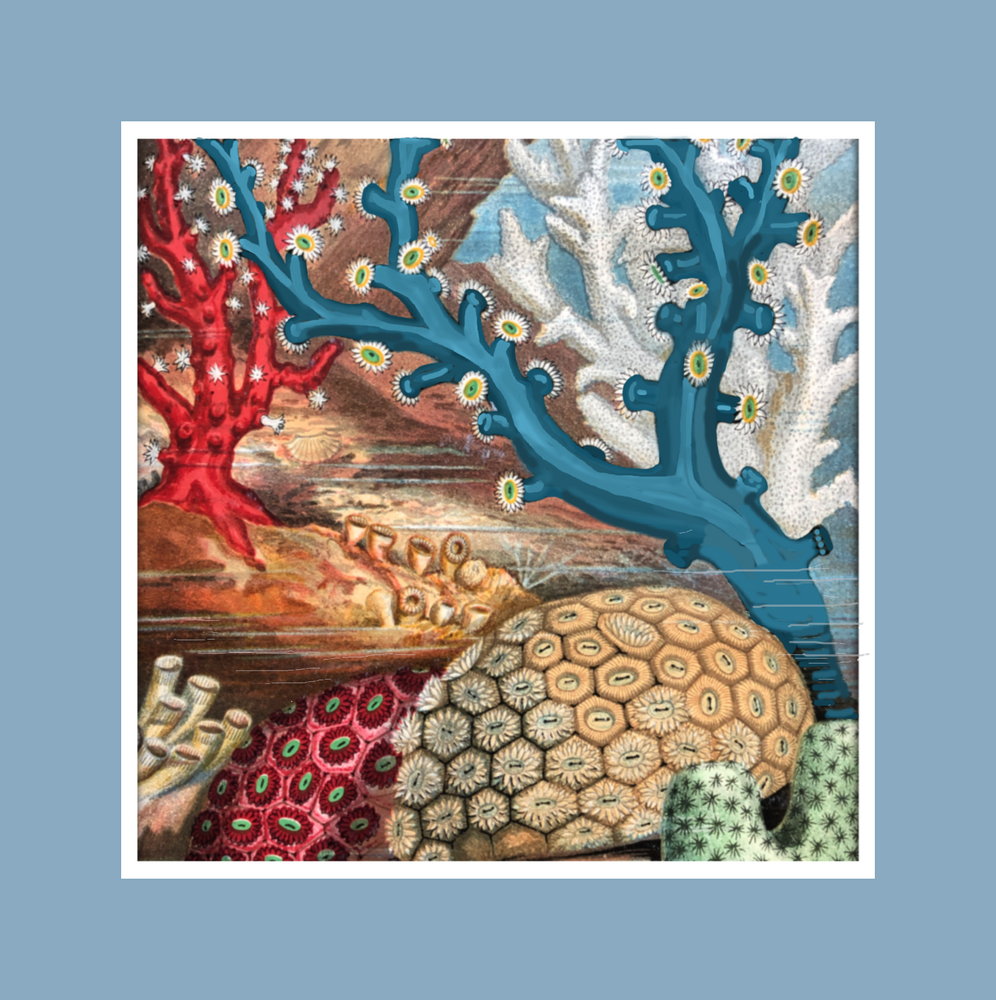 Coral