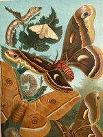 More Moths!