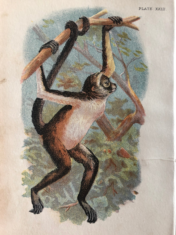 Monkey