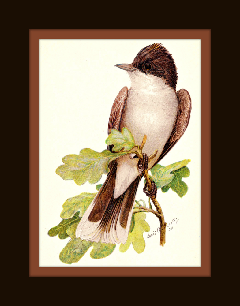 Kingbird