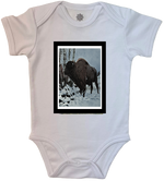 Bison