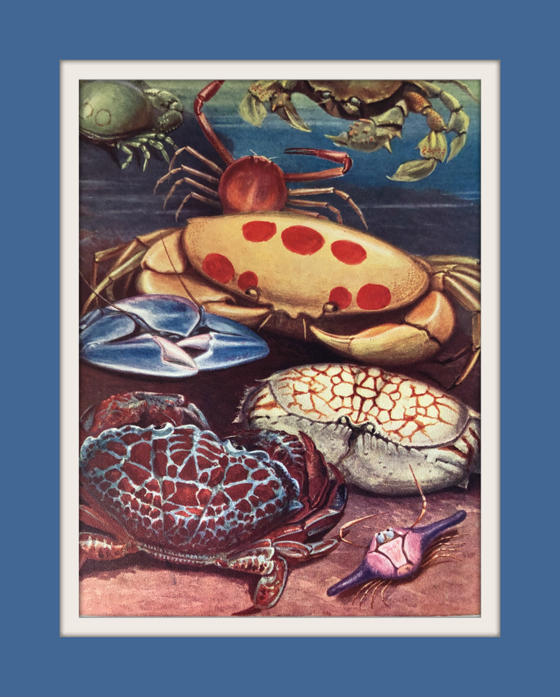 Crab