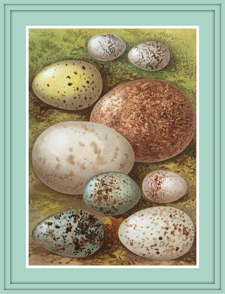 Eggs