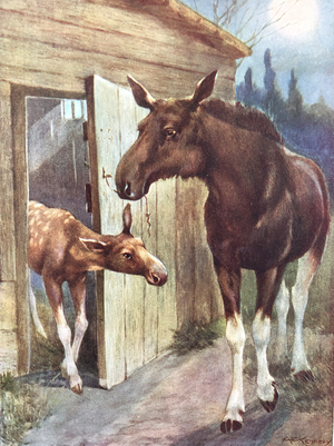 Moose