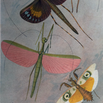 Moths