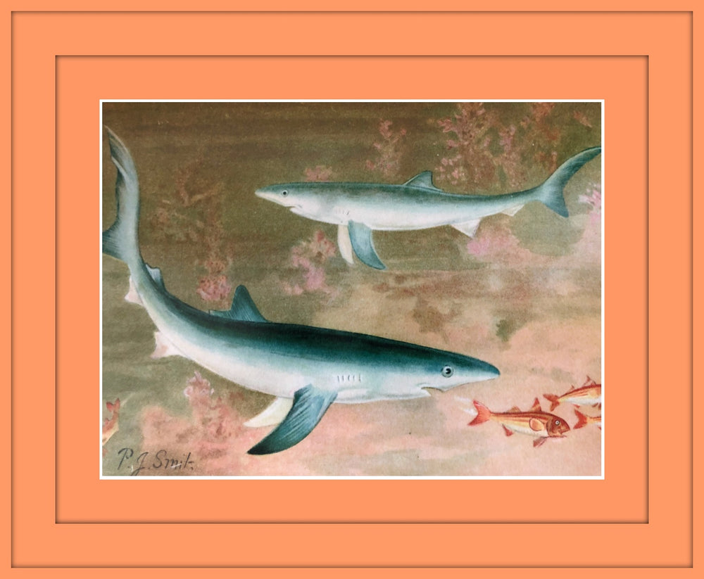 Shark