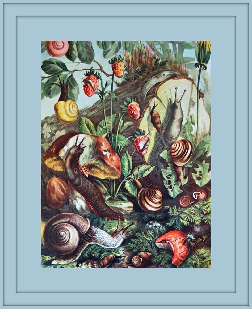 Snails