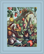 Snails