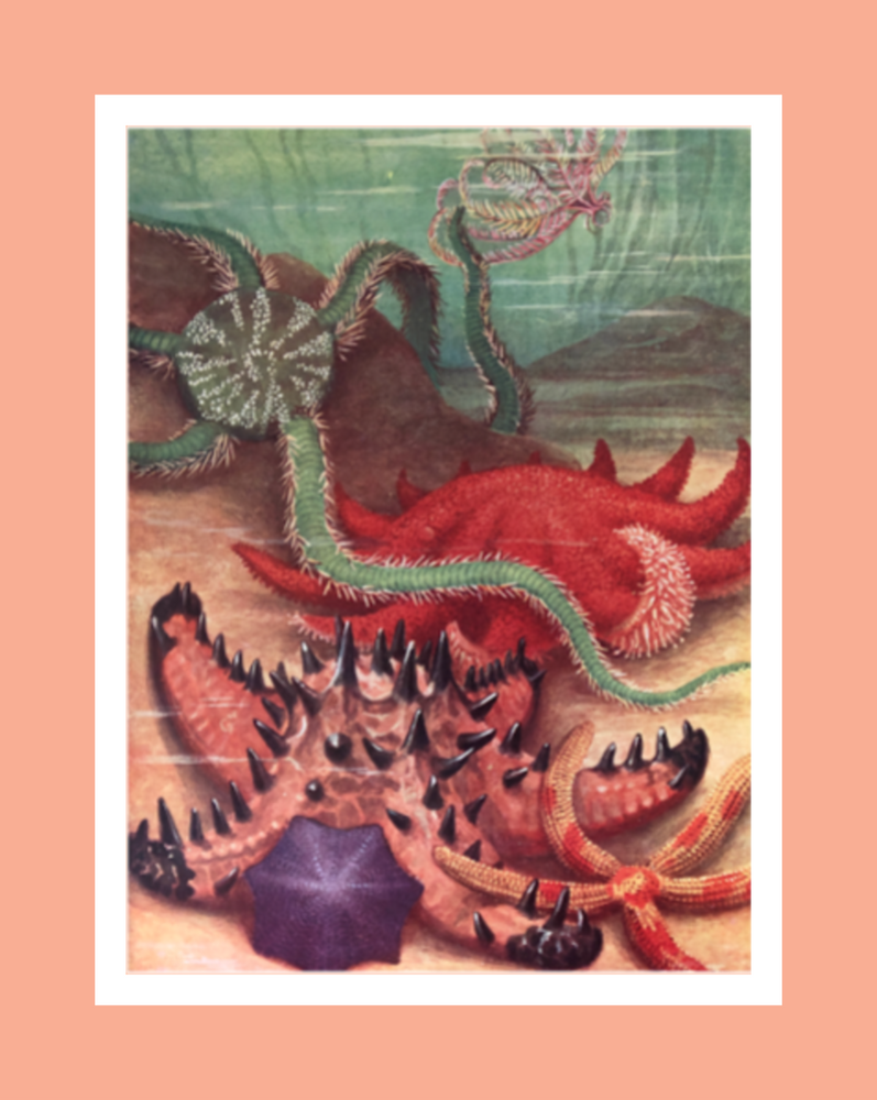 Starfish